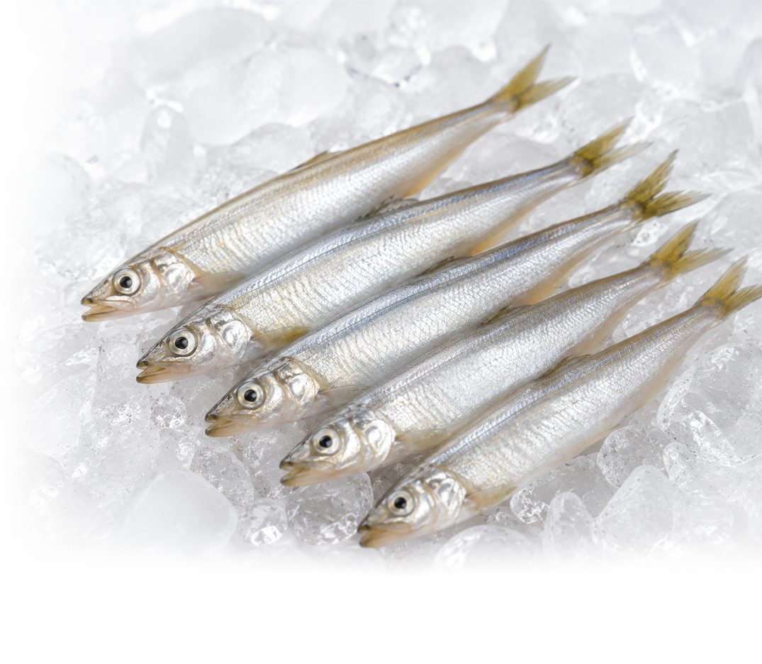 柳葉魚