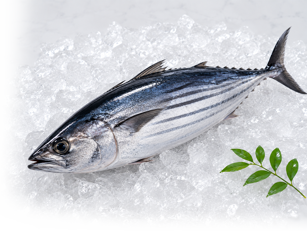 鰹魚